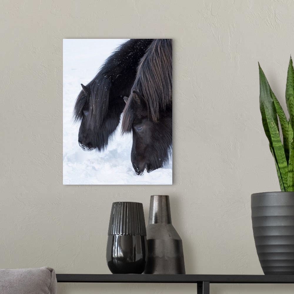 A modern room featuring Icelandic horse in fresh snow. It is the traditional breed for Iceland and traces its origin back...