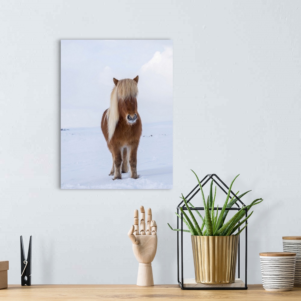 A bohemian room featuring Icelandic Horse in fresh snow. Traditional breed for Iceland and traces its origin back to the ho...