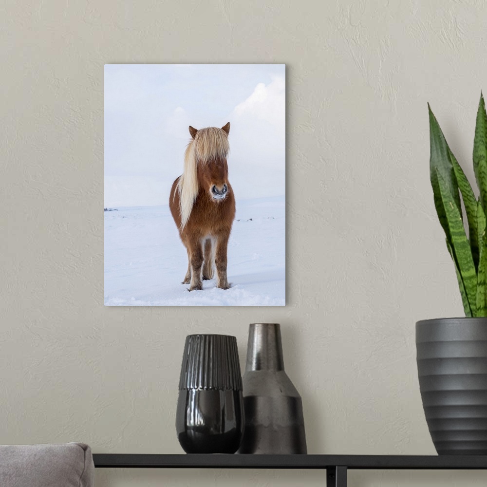 A modern room featuring Icelandic Horse in fresh snow. Traditional breed for Iceland and traces its origin back to the ho...