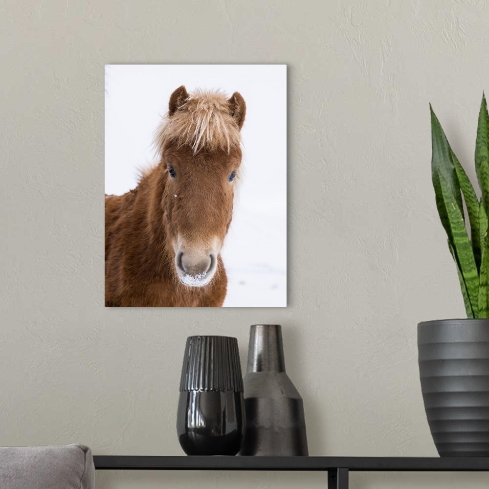 A modern room featuring Icelandic Horse with typical winter coat, Iceland.
