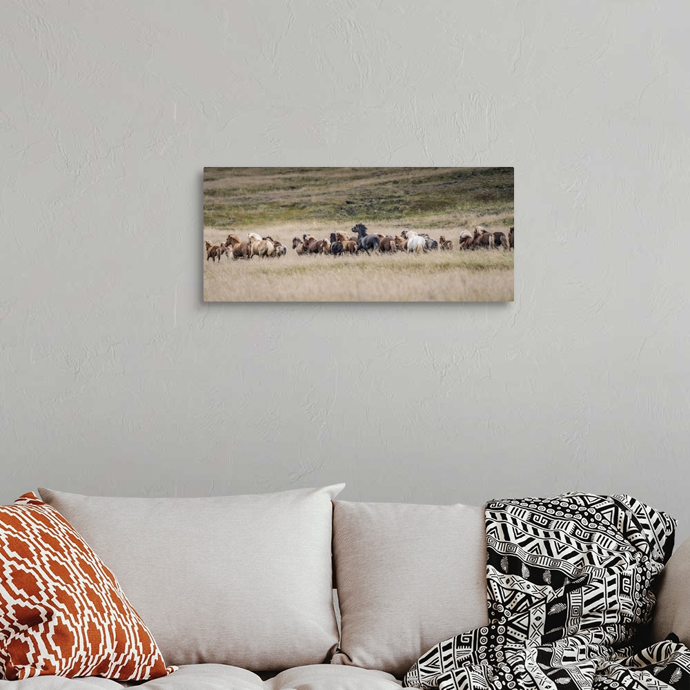 A bohemian room featuring Icelandic horses are some of the most beautiful semi-free horses in the world, a special breed. T...