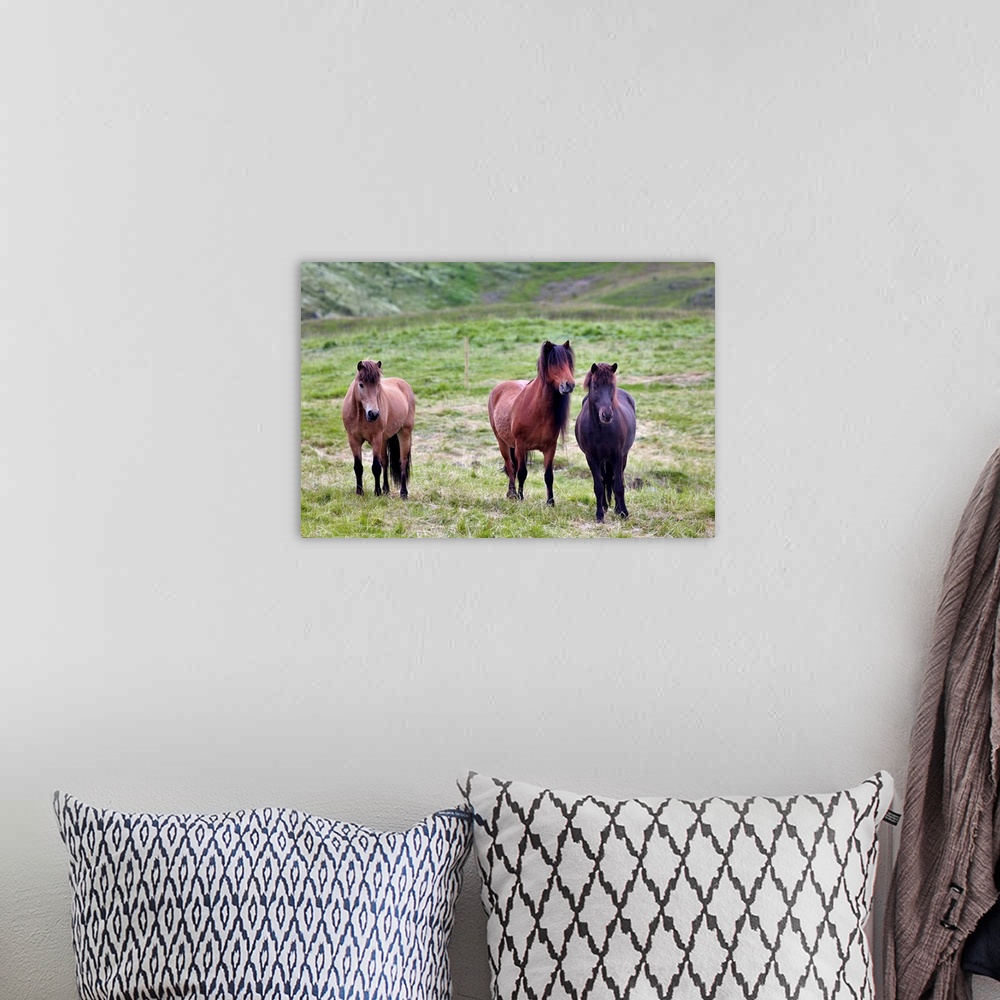A bohemian room featuring Icelandic horses, Iceland