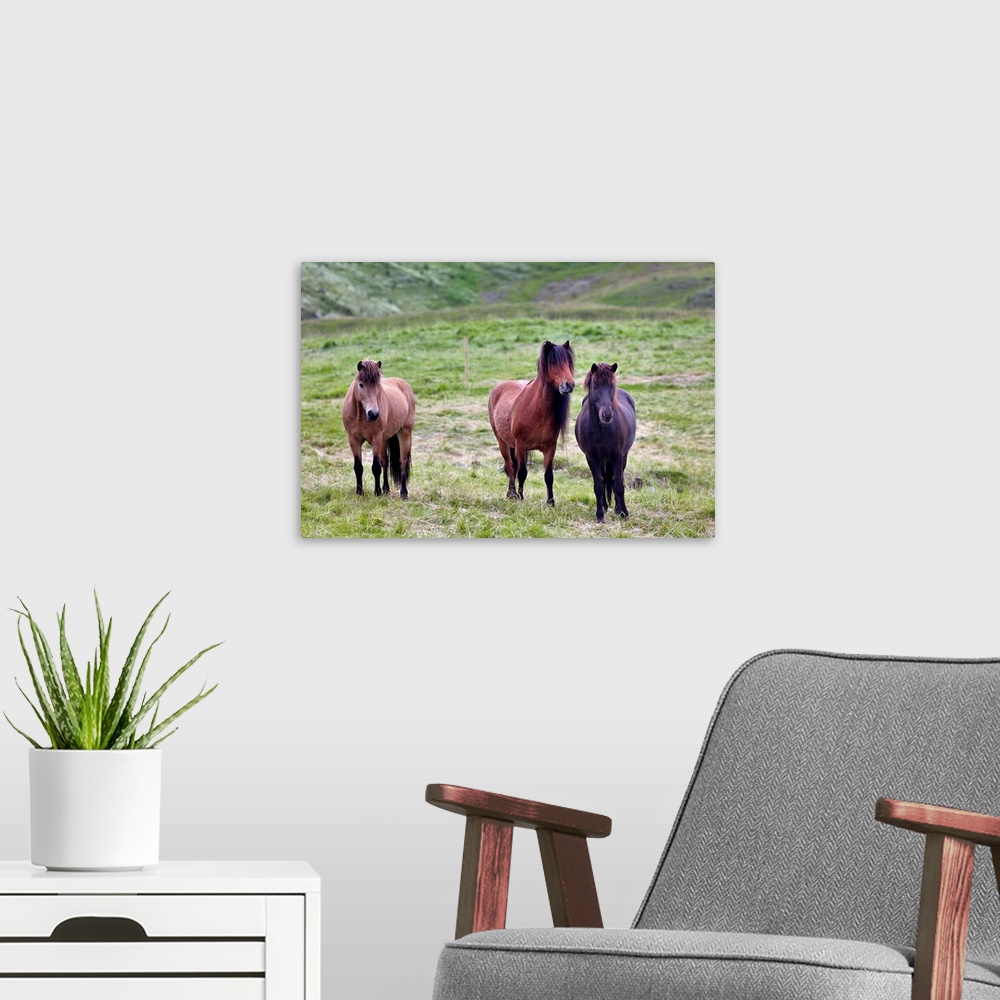 A modern room featuring Icelandic horses, Iceland