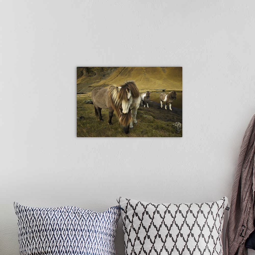 A bohemian room featuring Icelandic horses, Iceland.