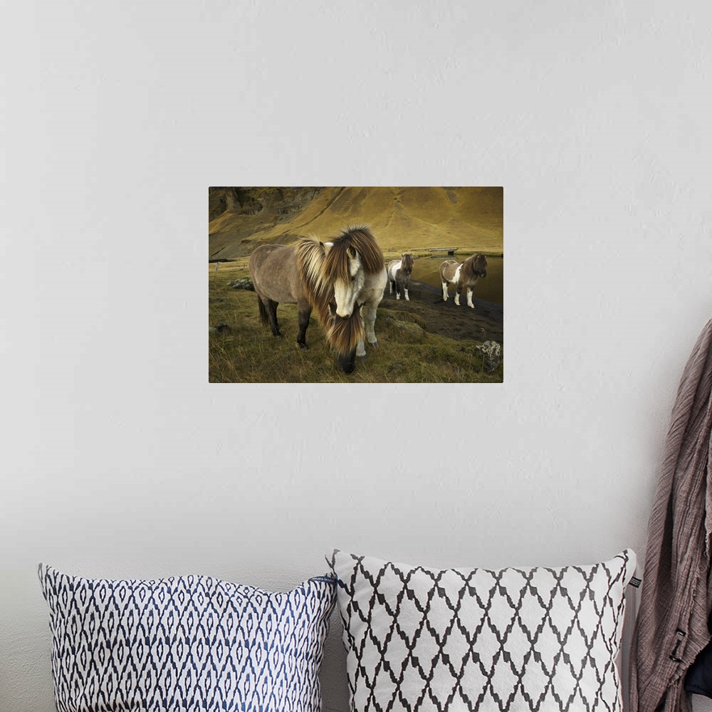 A bohemian room featuring Icelandic horses, Iceland.