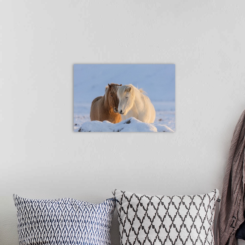 A bohemian room featuring Icelandic horses in south Iceland.