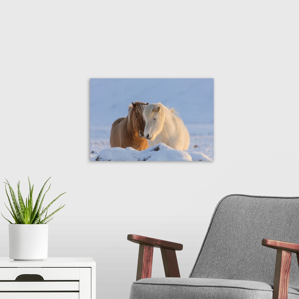 A modern room featuring Icelandic horses in south Iceland.