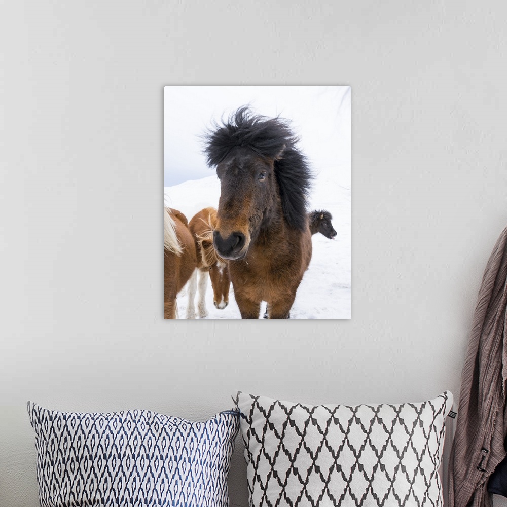 A bohemian room featuring Icelandic Horses with typical thick shaggy winter coat, Iceland 11 .
