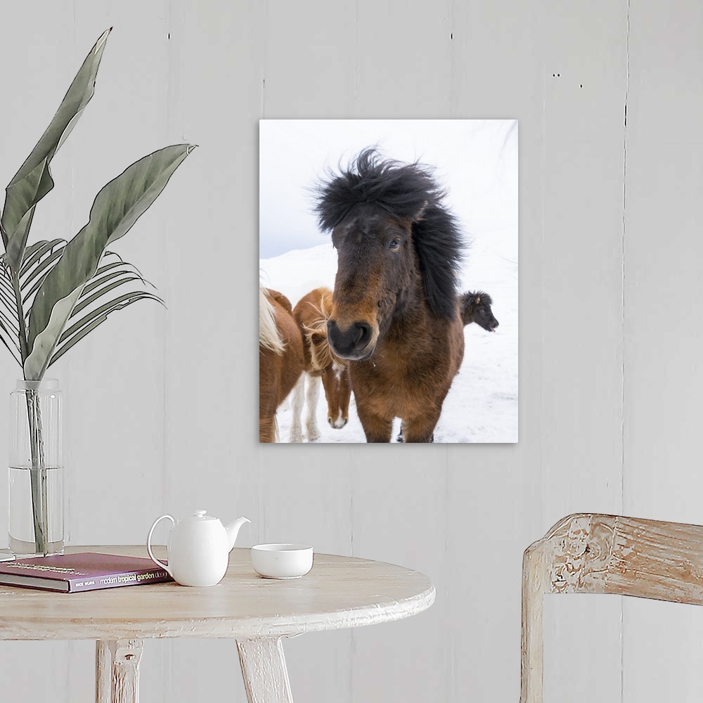 A farmhouse room featuring Icelandic Horses with typical thick shaggy winter coat, Iceland 11 .