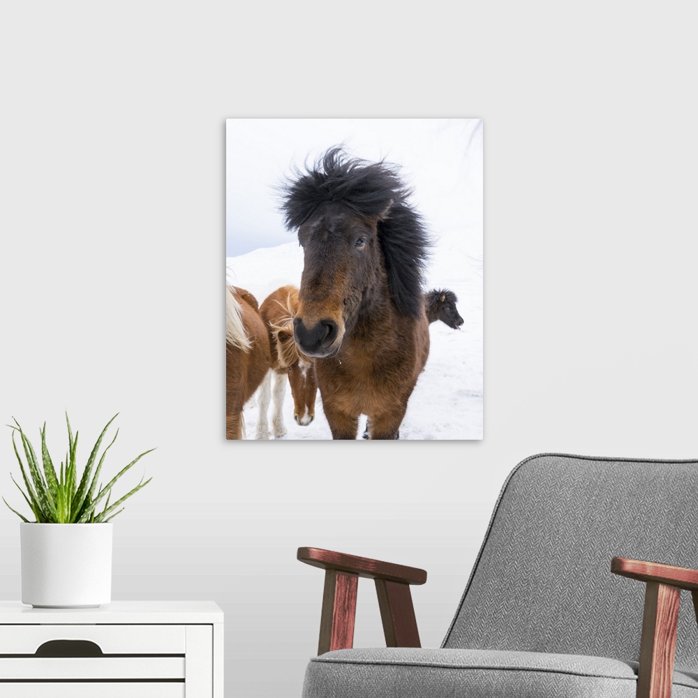 A modern room featuring Icelandic Horses with typical thick shaggy winter coat, Iceland 11 .