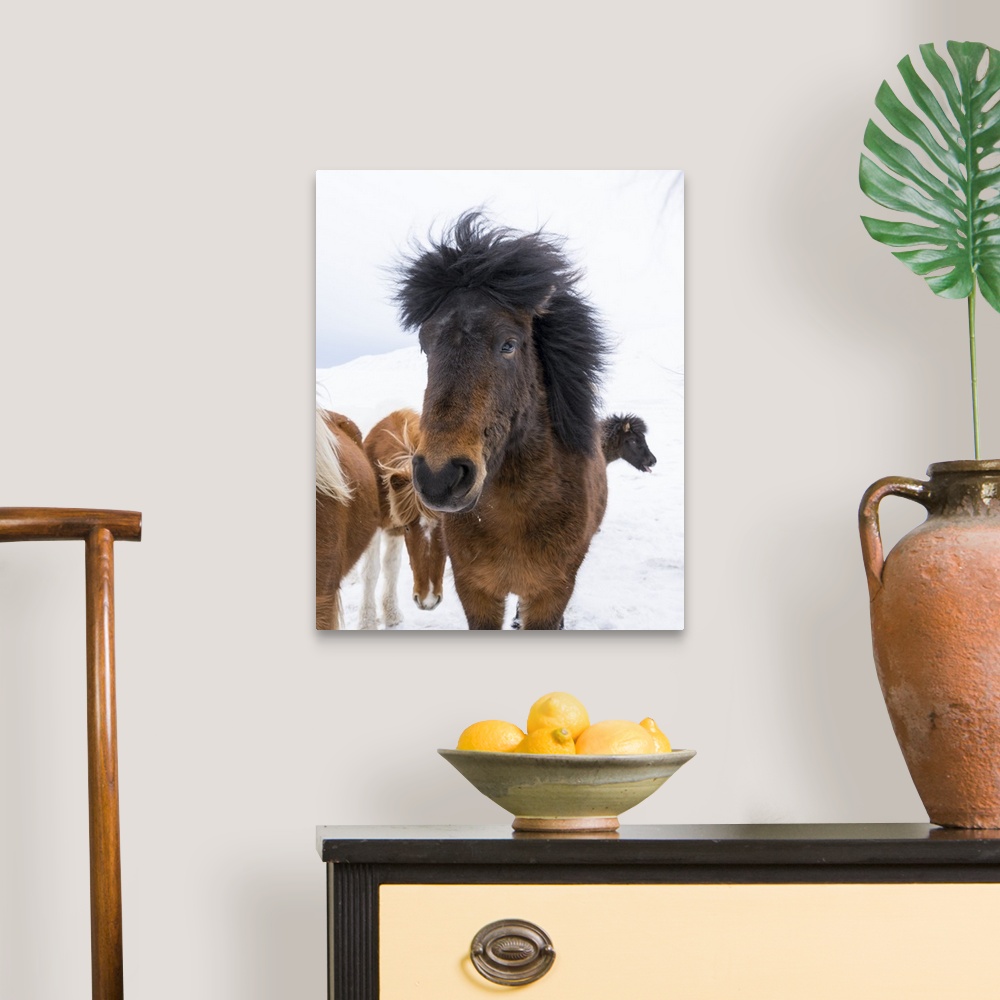 A traditional room featuring Icelandic Horses with typical thick shaggy winter coat, Iceland 11 .