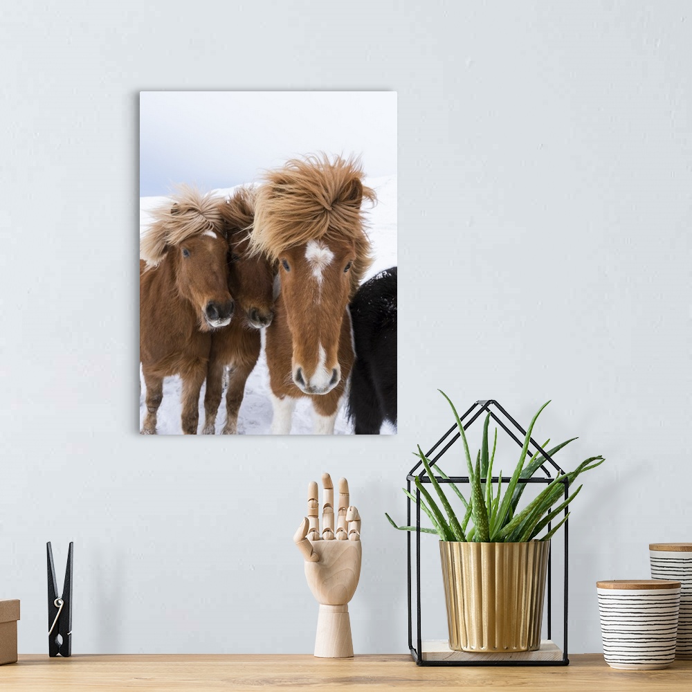 A bohemian room featuring Icelandic Horses with typical thick shaggy winter coat, Iceland 12 .