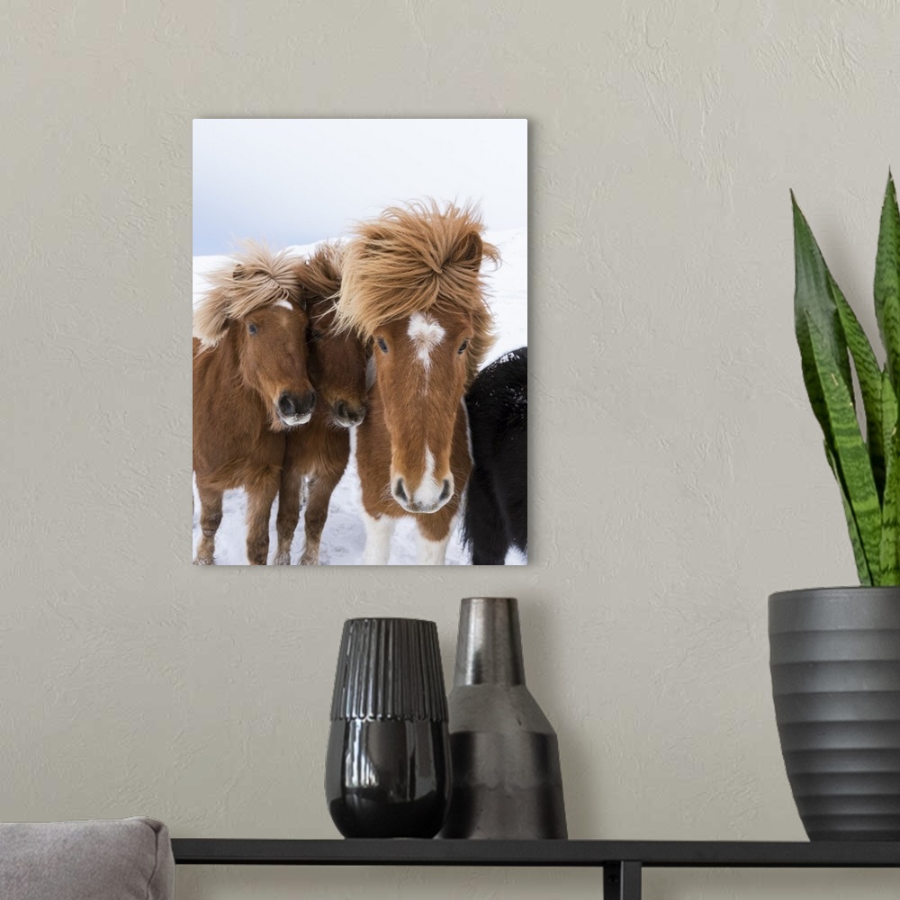 A modern room featuring Icelandic Horses with typical thick shaggy winter coat, Iceland 12 .