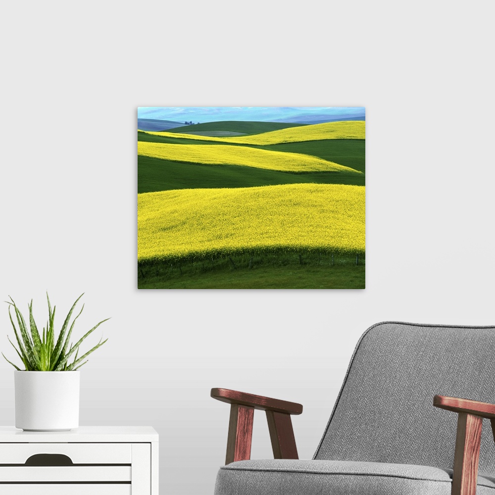 A modern room featuring USA, Idaho, Moscow, Canola Fields in bloom