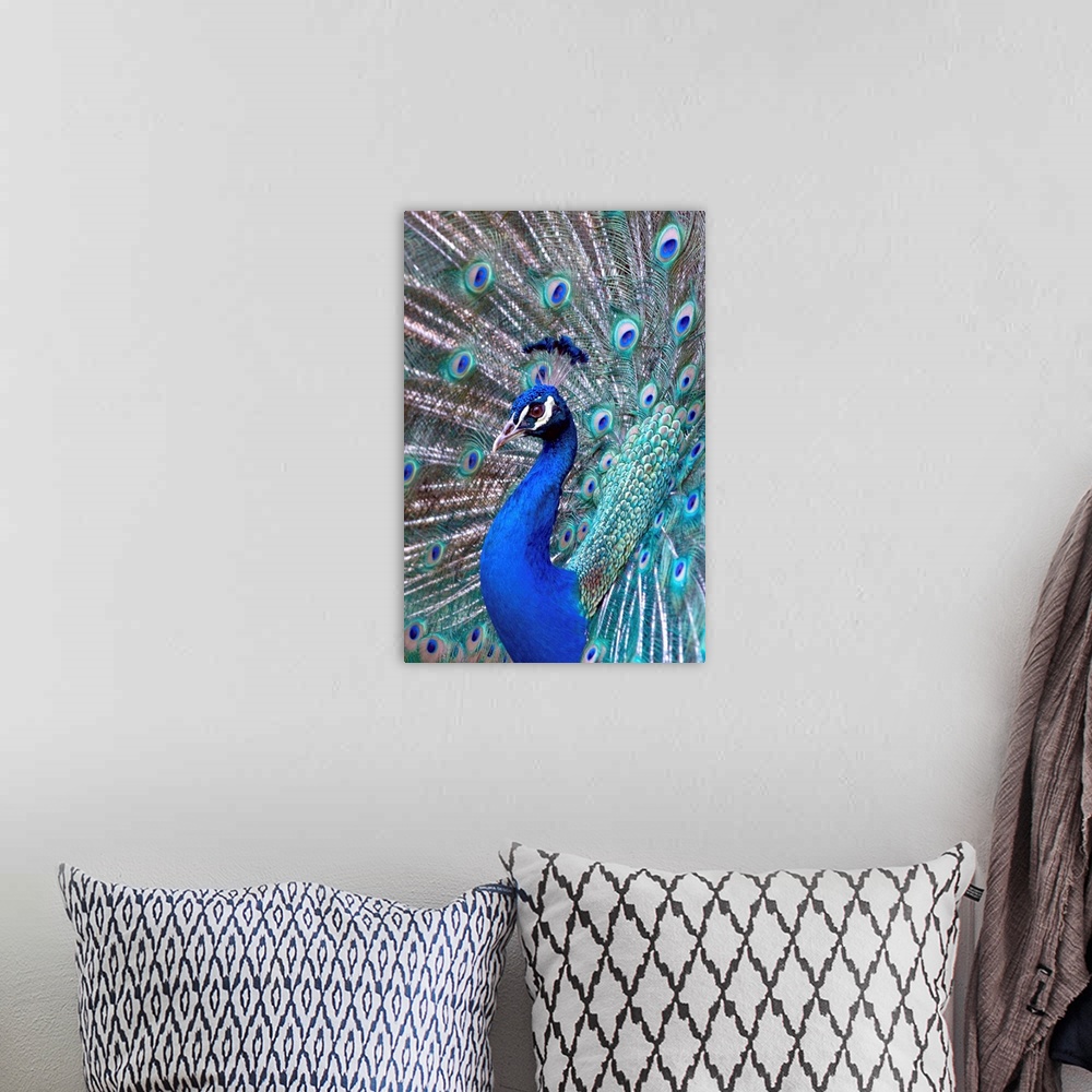 A bohemian room featuring Costa Rica, Central America. Captive. India Blue Peacock displaying.