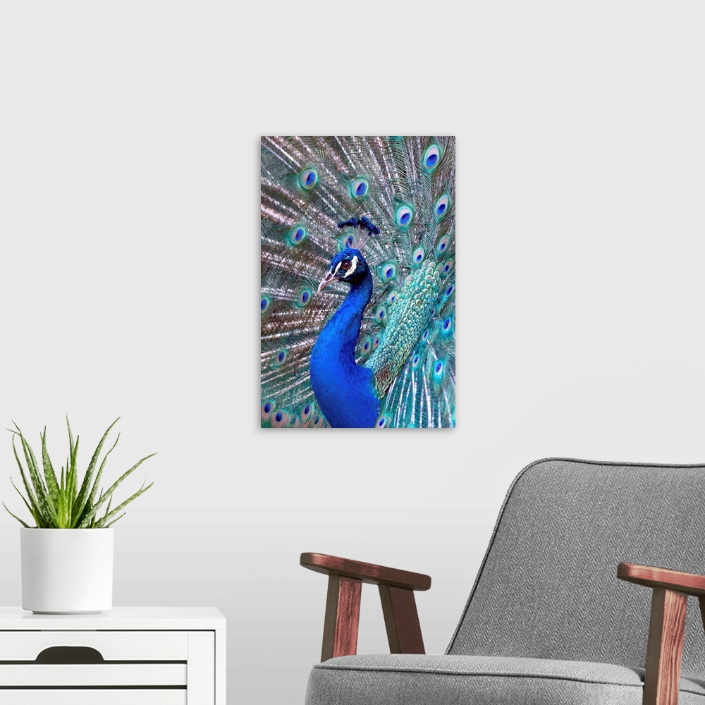 A modern room featuring Costa Rica, Central America. Captive. India Blue Peacock displaying.