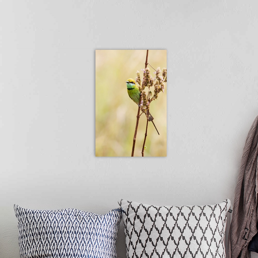 A bohemian room featuring India, Madhya Pradesh, Kanha National Park. A green bee-eater perching on a grass stem.