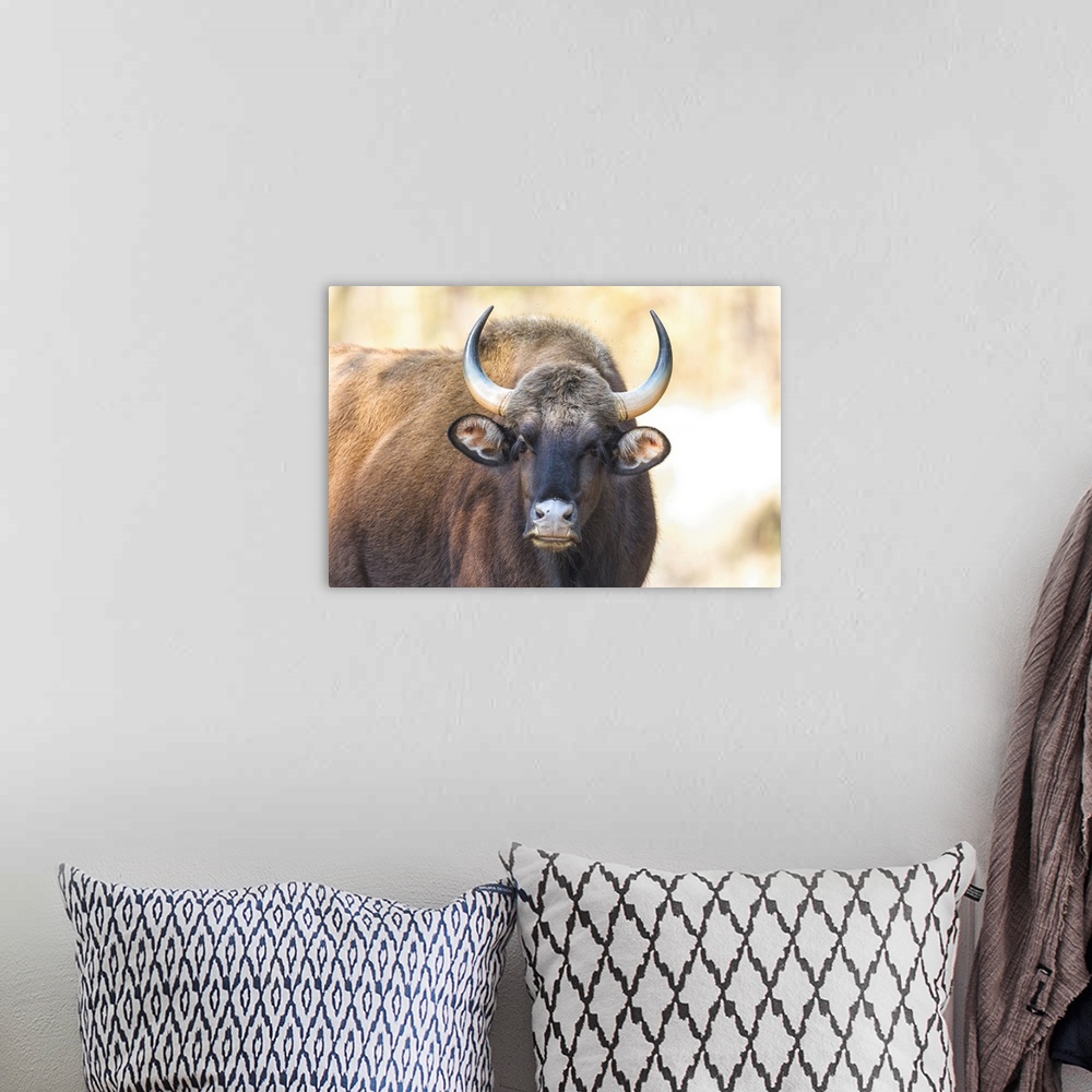 A bohemian room featuring India, Madhya Pradesh, Kanha National Park. Portrait of a gaur cow.