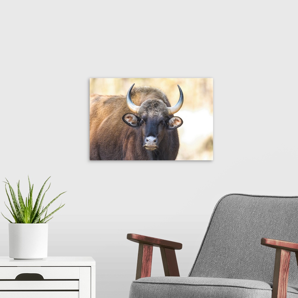 A modern room featuring India, Madhya Pradesh, Kanha National Park. Portrait of a gaur cow.