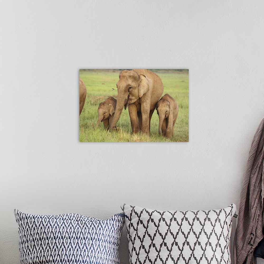 A bohemian room featuring Indian / Asian Elephant and young ones,Corbett National Park, Uttaranchal, India.