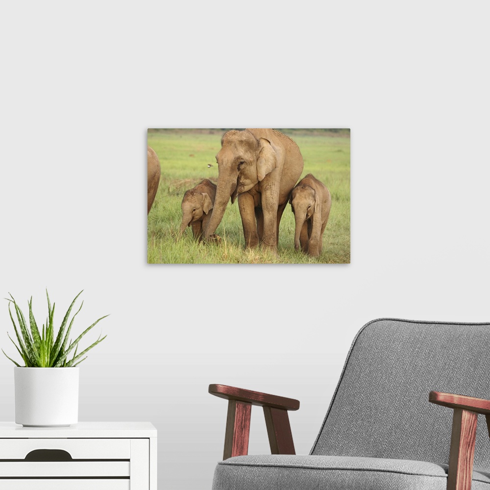 A modern room featuring Indian / Asian Elephant and young ones,Corbett National Park, Uttaranchal, India.