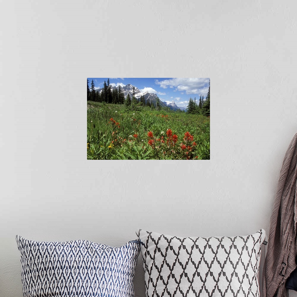 A bohemian room featuring Indian Paintbrush in field near Peyto Lake in Banff National Park, Canada.