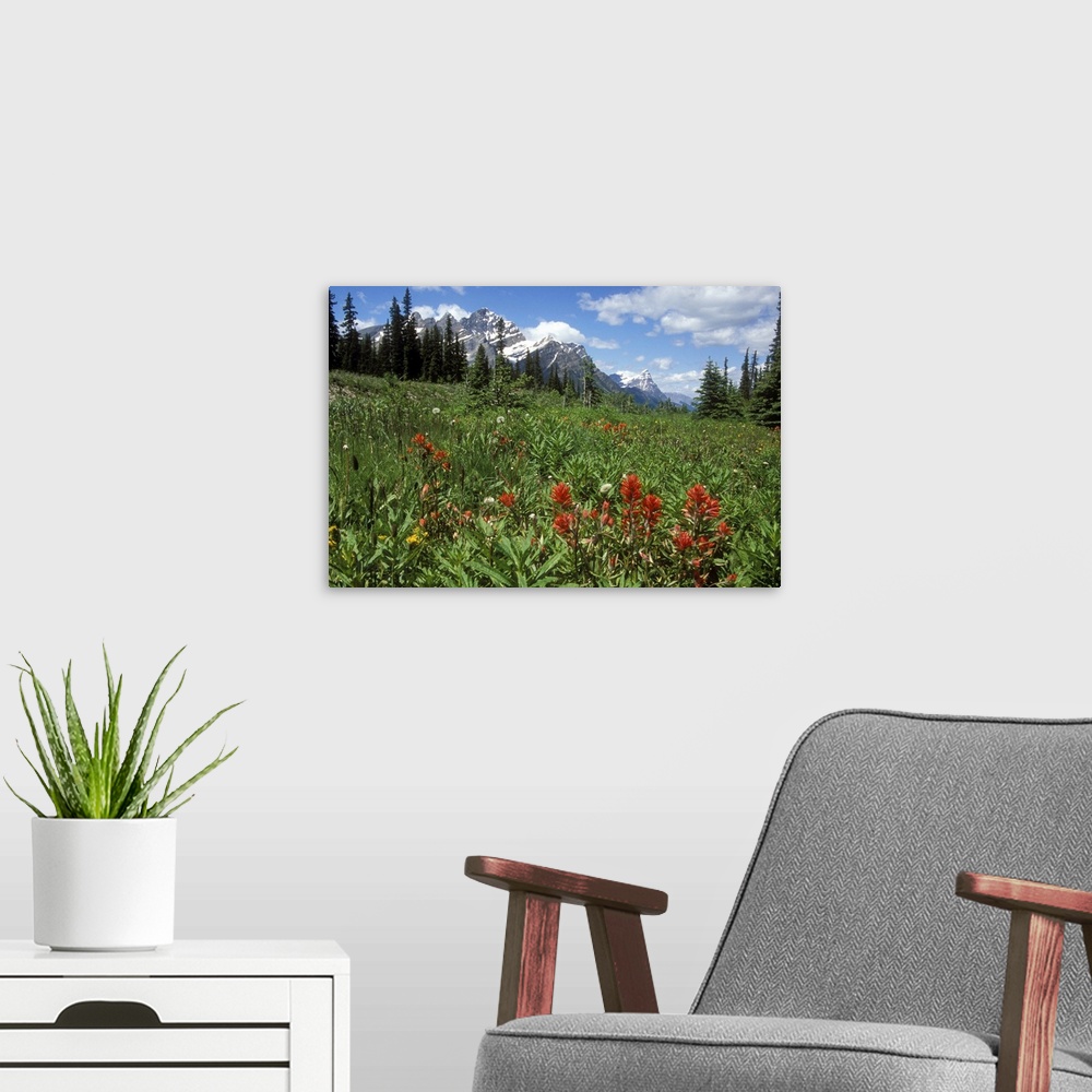 A modern room featuring Indian Paintbrush in field near Peyto Lake in Banff National Park, Canada.