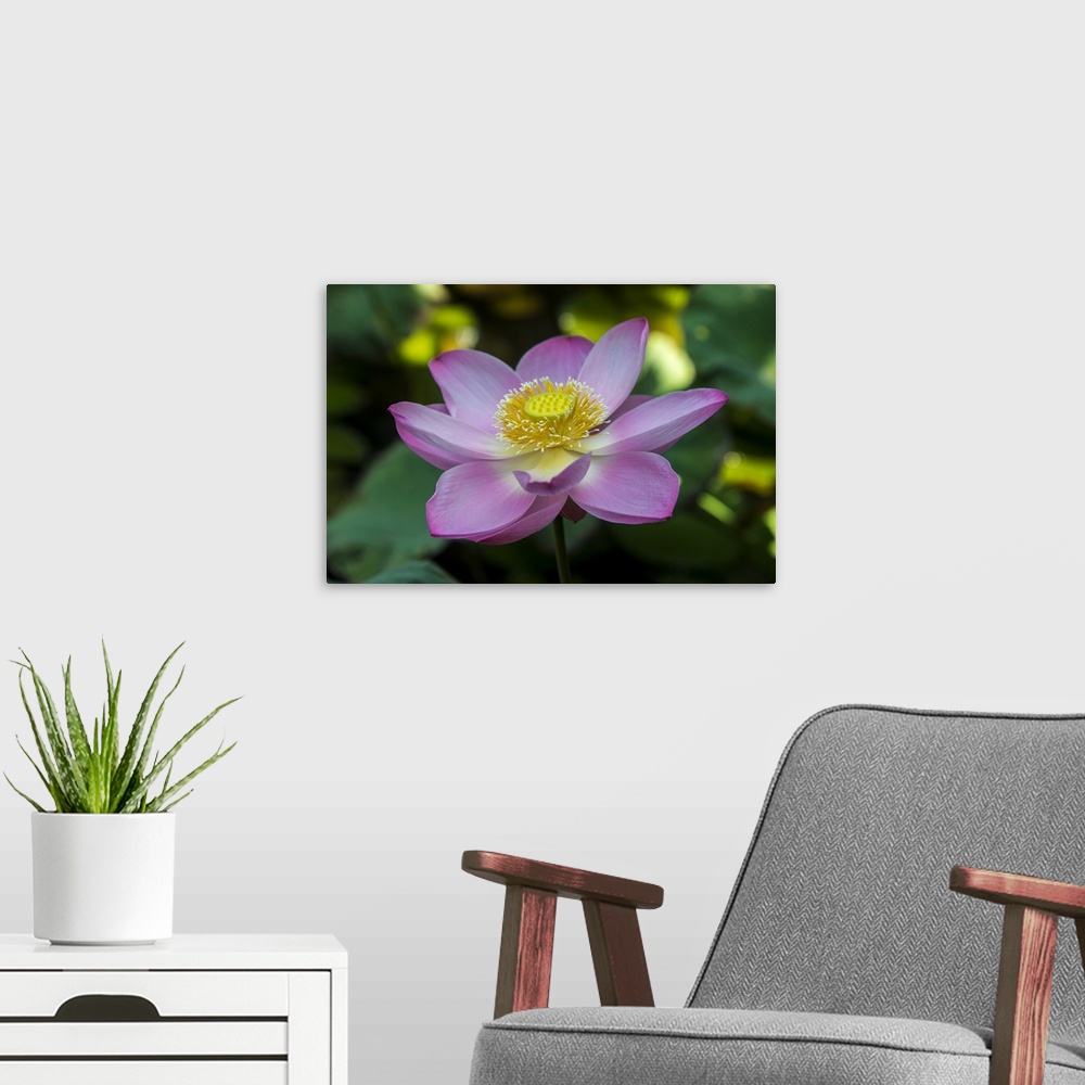 A modern room featuring Indonesia, Bali. Close-up of opened lotus flower.