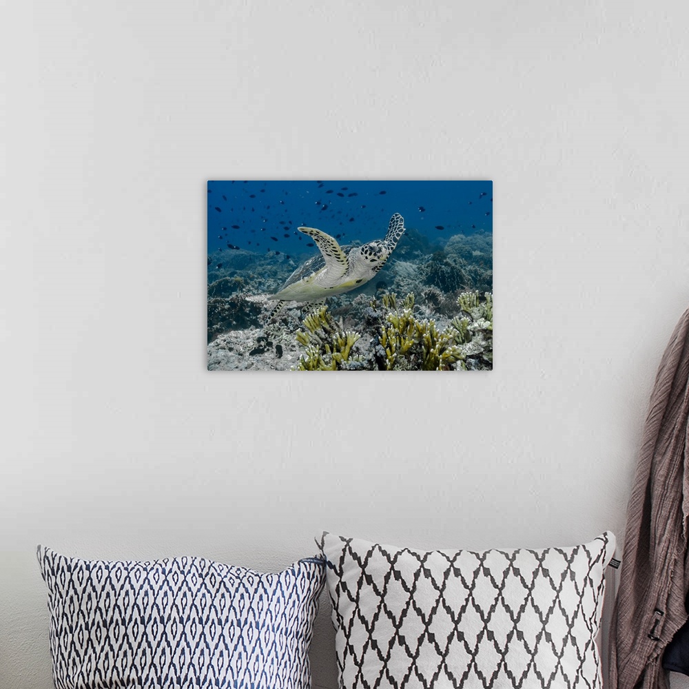 A bohemian room featuring Indonesia, Komodo National Park, Tatawa Besar. Close-up of hawksbill sea turtle.