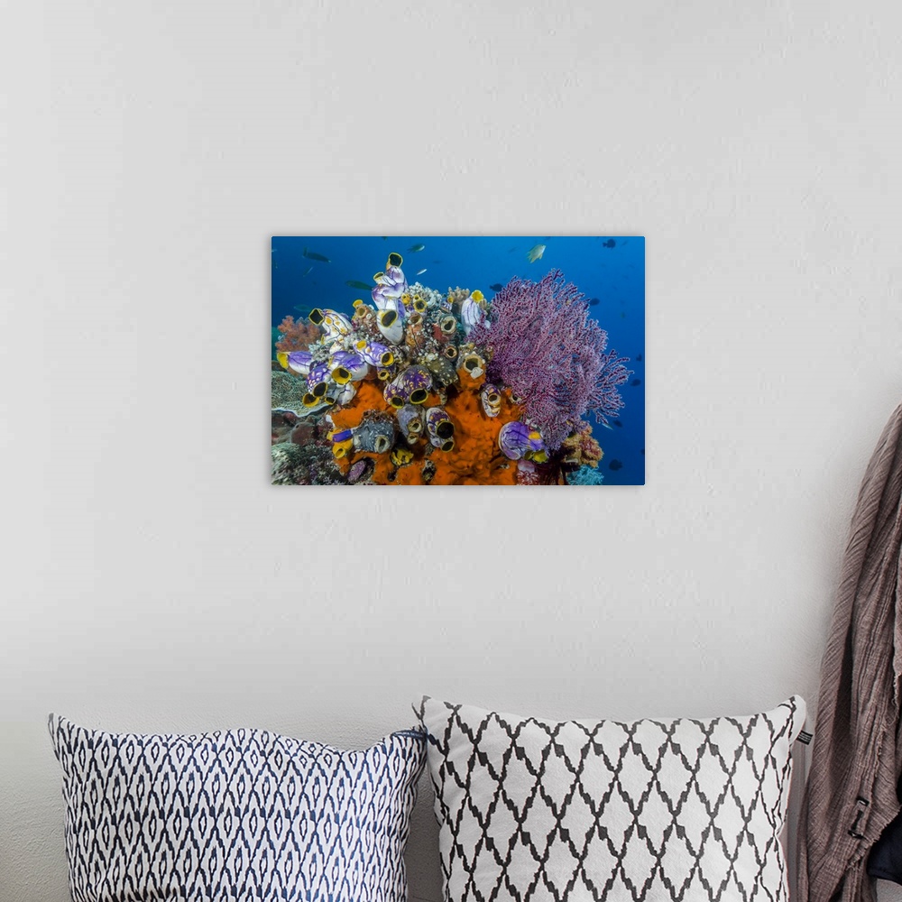 A bohemian room featuring Indonesia, West Papua, Raja Ampat. Coral reef and fish.