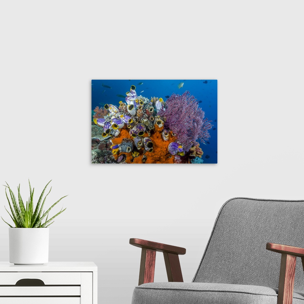A modern room featuring Indonesia, West Papua, Raja Ampat. Coral reef and fish.