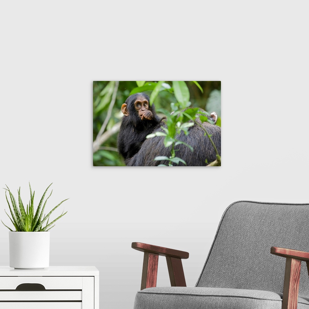 A modern room featuring Africa, Uganda, Kibale National Park, Ngogo Chimpanzee Project. Curious infant chimpanzee clings ...