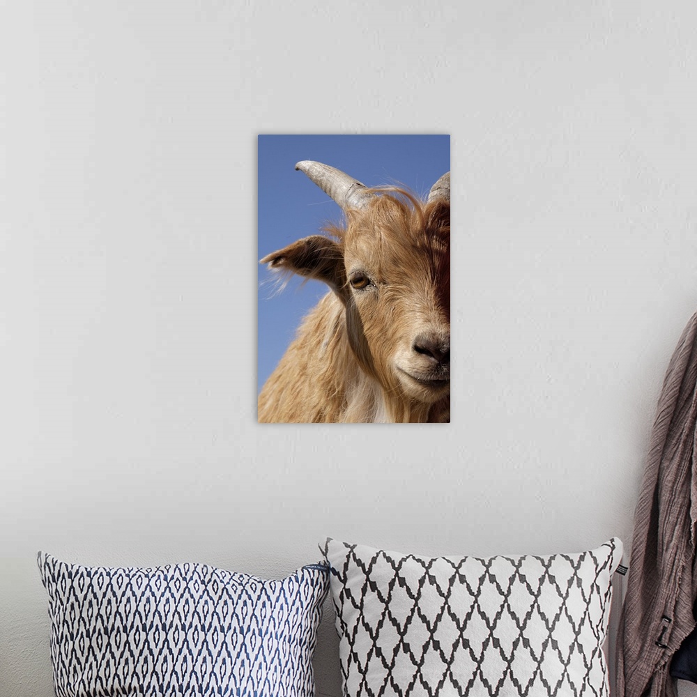 A bohemian room featuring Inner Mongolian Cashmere goat, Western Mongolia.