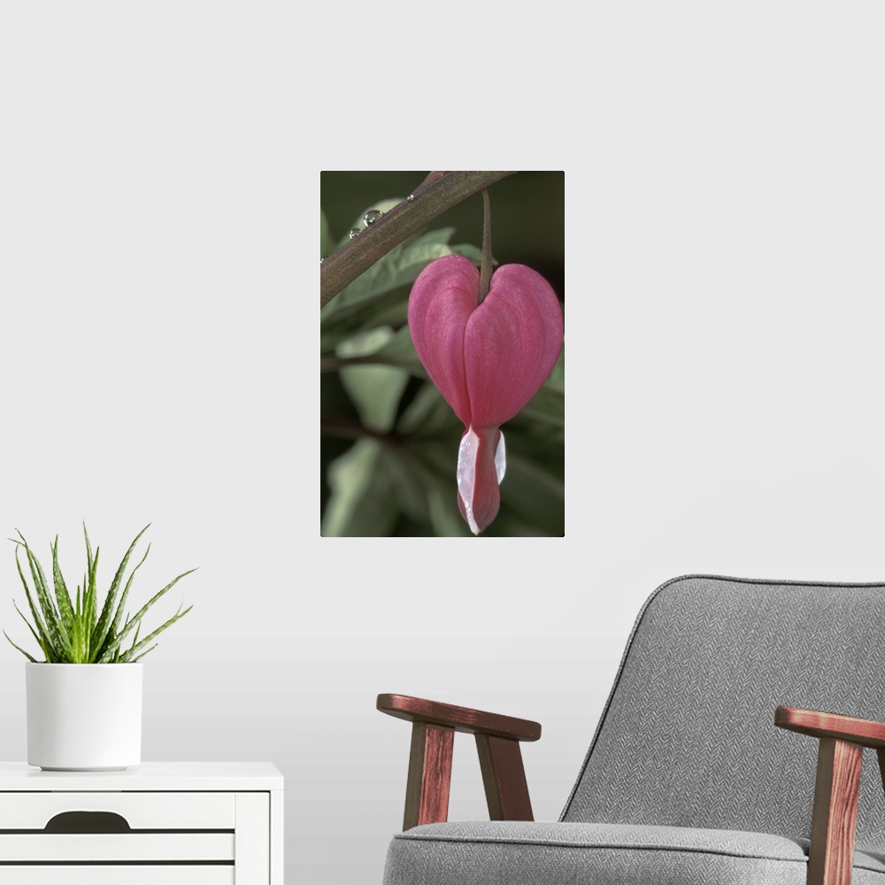 A modern room featuring USA, Iowa.Commong bleeding heart flower (Dicentra spectabilis)