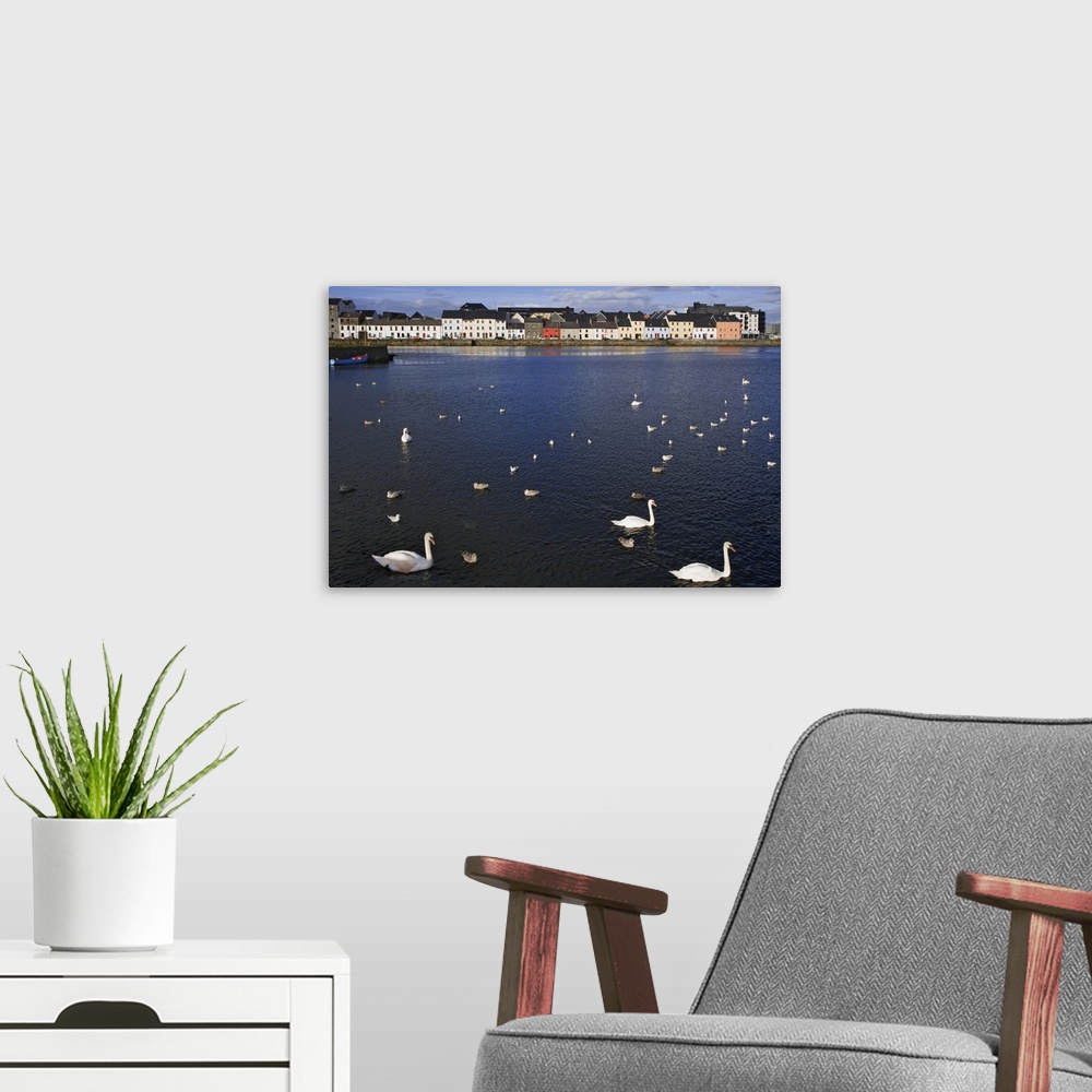 A modern room featuring Ireland, Galway. Birds in Galway Bay. Credit: Dennis Flaherty