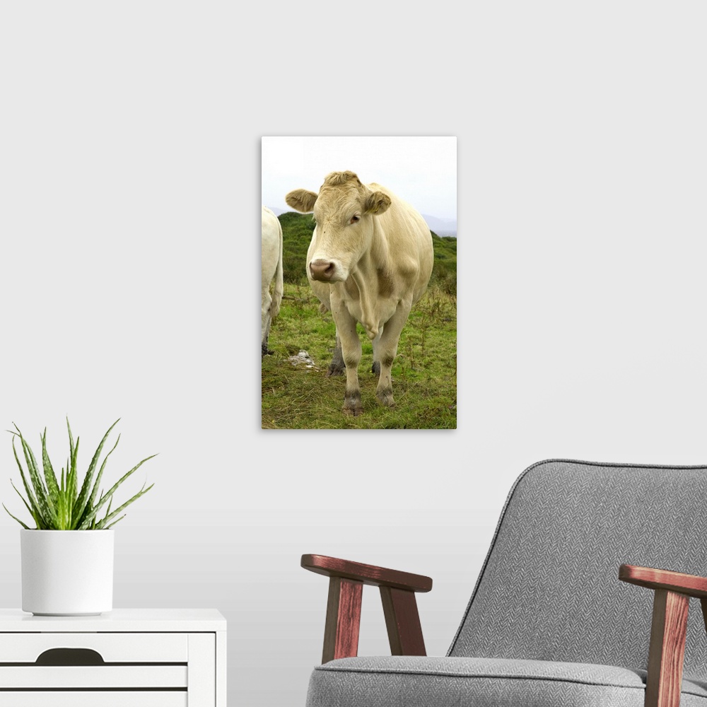 A modern room featuring IRELAND, Kerry, Ring of Kerry. Cows in the rain.