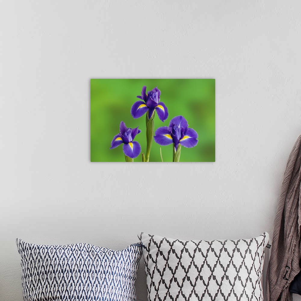 A bohemian room featuring Iris Flowers
