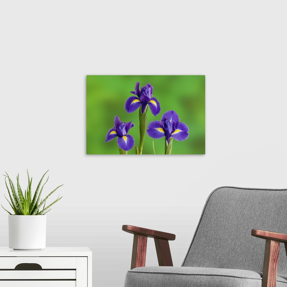 A modern room featuring Iris Flowers