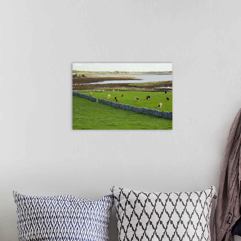 A bohemian room featuring Irish Countryside, County Galway, Ireland, Farm, Cows, Stonefence