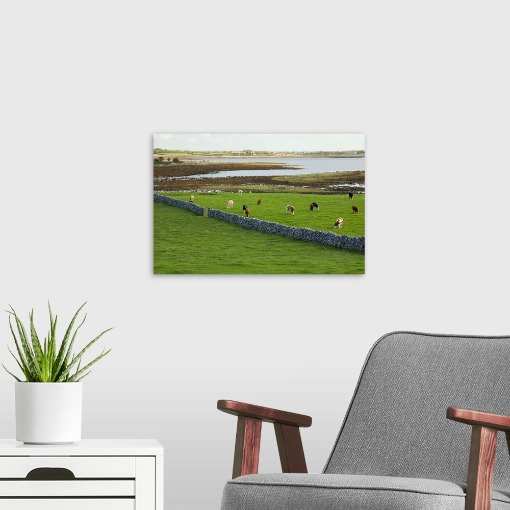 A modern room featuring Irish Countryside, County Galway, Ireland, Farm, Cows, Stonefence