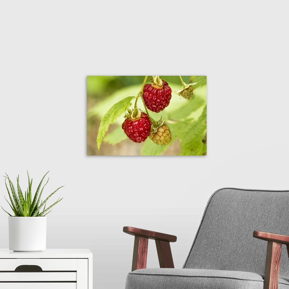 A modern room featuring Issaquah, Washington State, USA. Cluster of raspberries in various stages of ripeness growing on ...