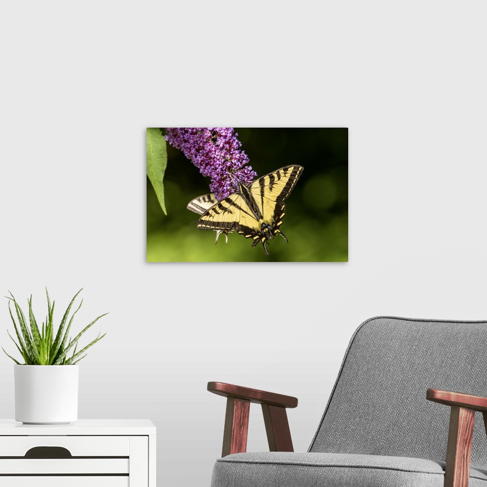 A modern room featuring Issaquah, Washington State, USA. Two Western Tiger Swallowtail butterflies pollinating a Butterfl...