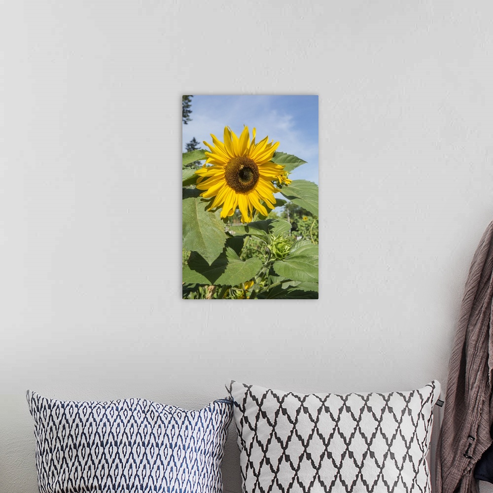 A bohemian room featuring Issaquah, Washington State, USA. Honeybee pollinating a sunflower on a sunny day. United States, ...