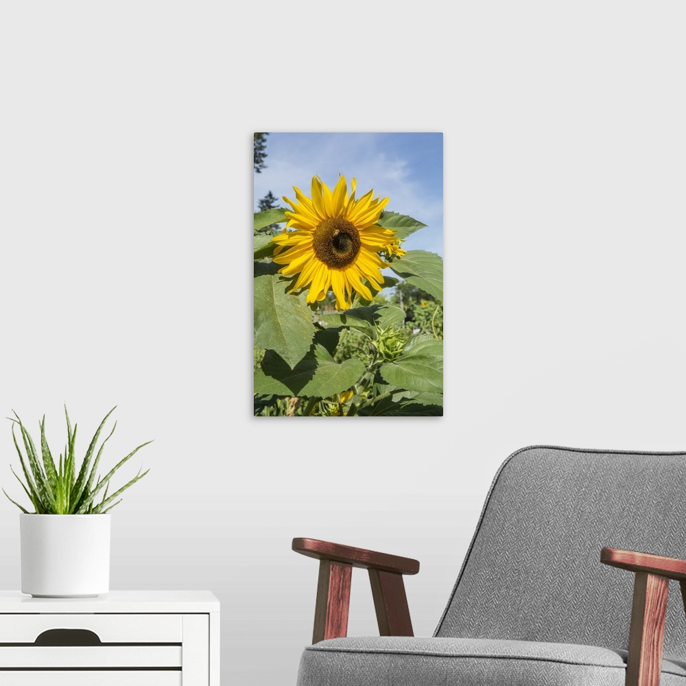A modern room featuring Issaquah, Washington State, USA. Honeybee pollinating a sunflower on a sunny day. United States, ...