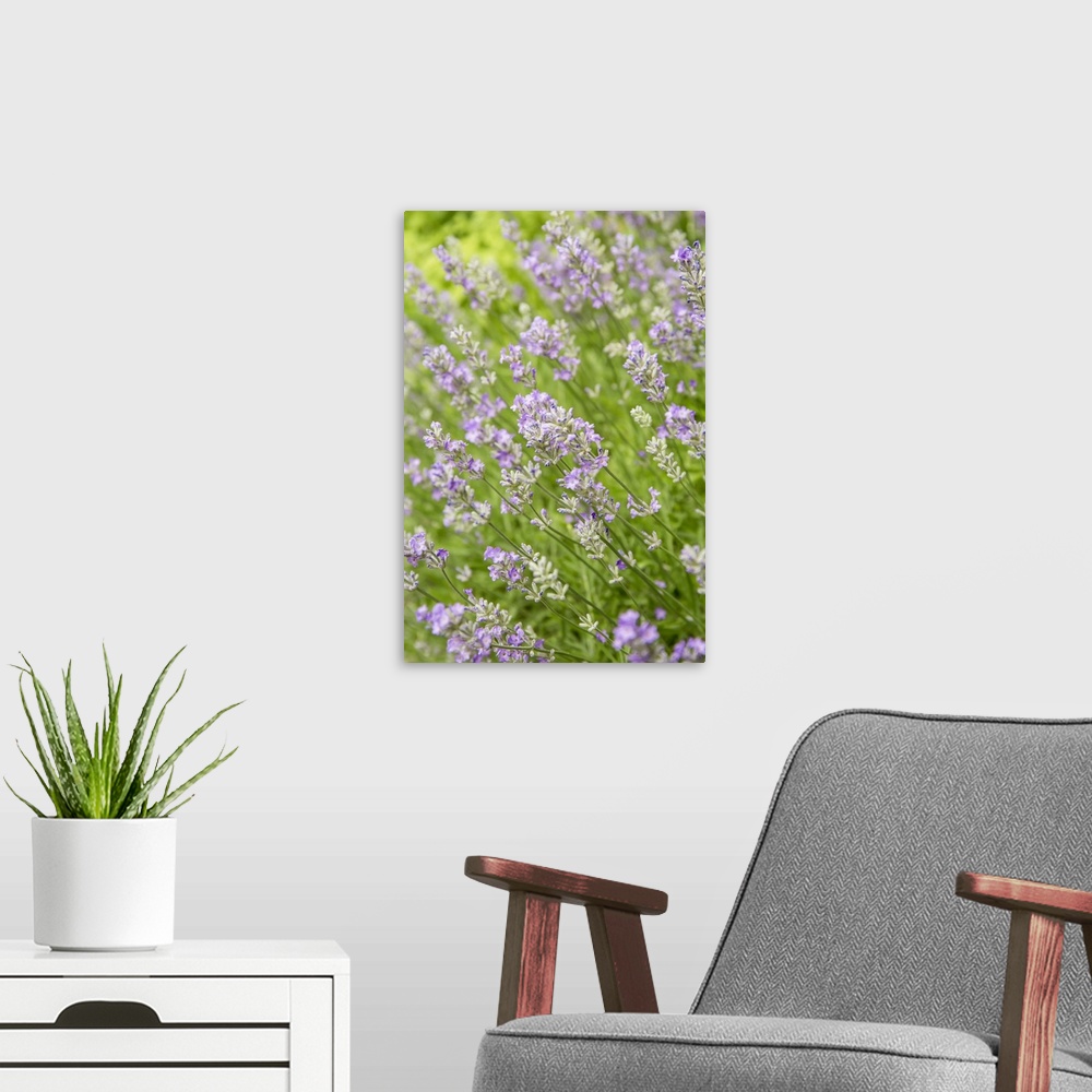 A modern room featuring Issaquah, Washington State, USA. Lavender plants in bloom. United States, Washington State.