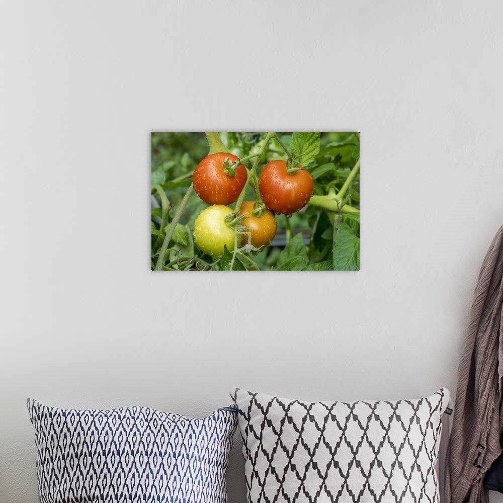 A bohemian room featuring Issaquah, Washington State, USA. Matina heirloom tomato plant. United States, Washington State.