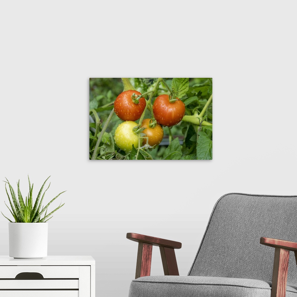 A modern room featuring Issaquah, Washington State, USA. Matina heirloom tomato plant. United States, Washington State.