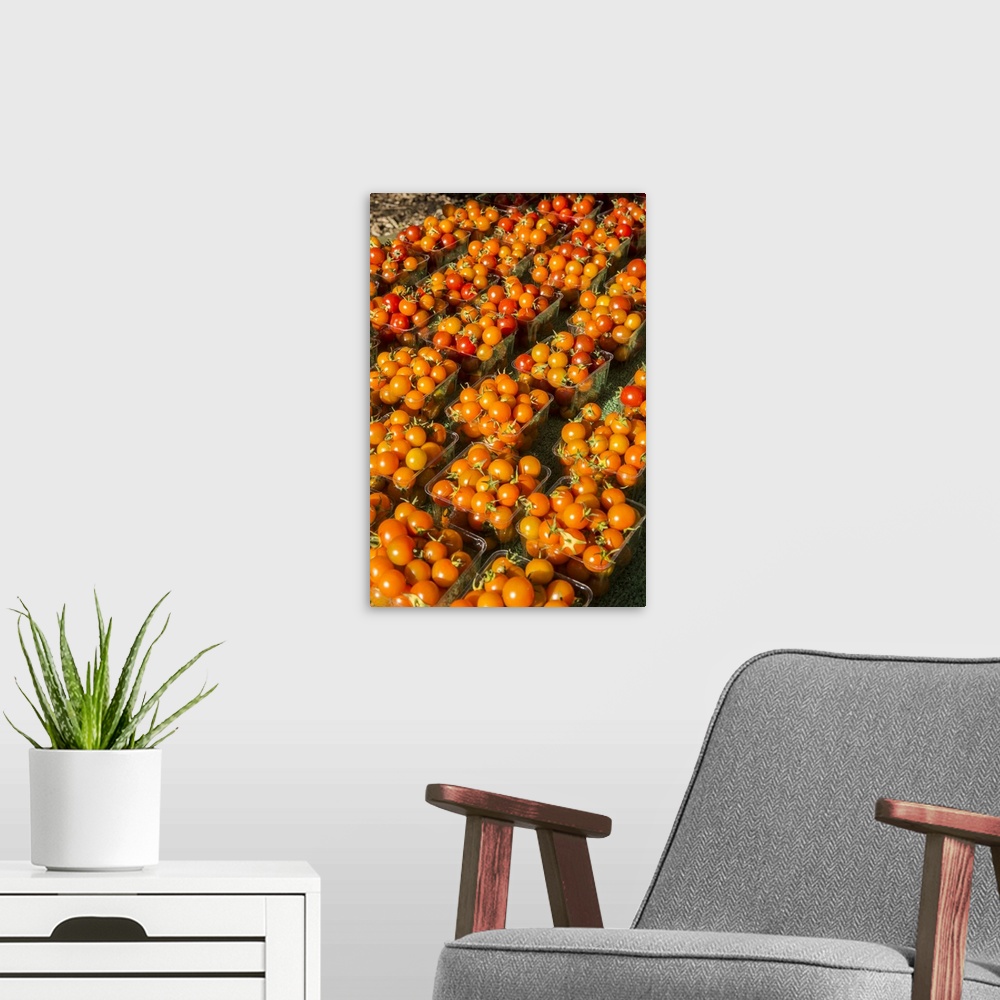 A modern room featuring Issaquah, Washington State, USA. Pints of cherry tomatoes for sale at a Farmers Market. United St...