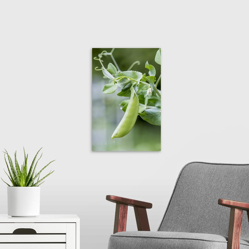 A modern room featuring Issaquah, Washington State, USA. Snow Pea plant growing in a garden. United States, Washington St...