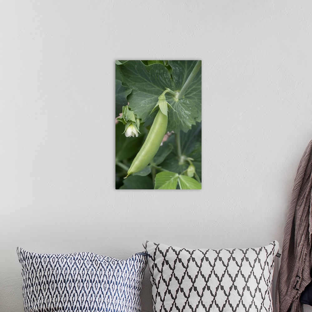 A bohemian room featuring Issaquah, Washington State, USA. Sugar Snap Pea plant with blossom and small pea pod. United Stat...